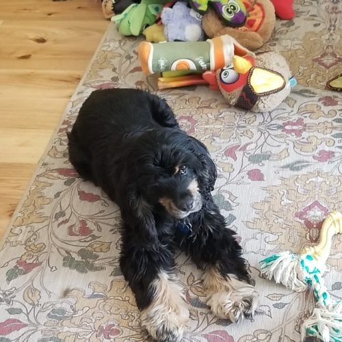 Frida K 20063-2, an adoptable Cocker Spaniel in Parker, CO, 80134 | Photo Image 2