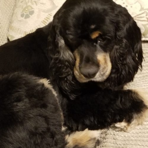 Frida K 20063-2, an adoptable Cocker Spaniel in Parker, CO, 80134 | Photo Image 3