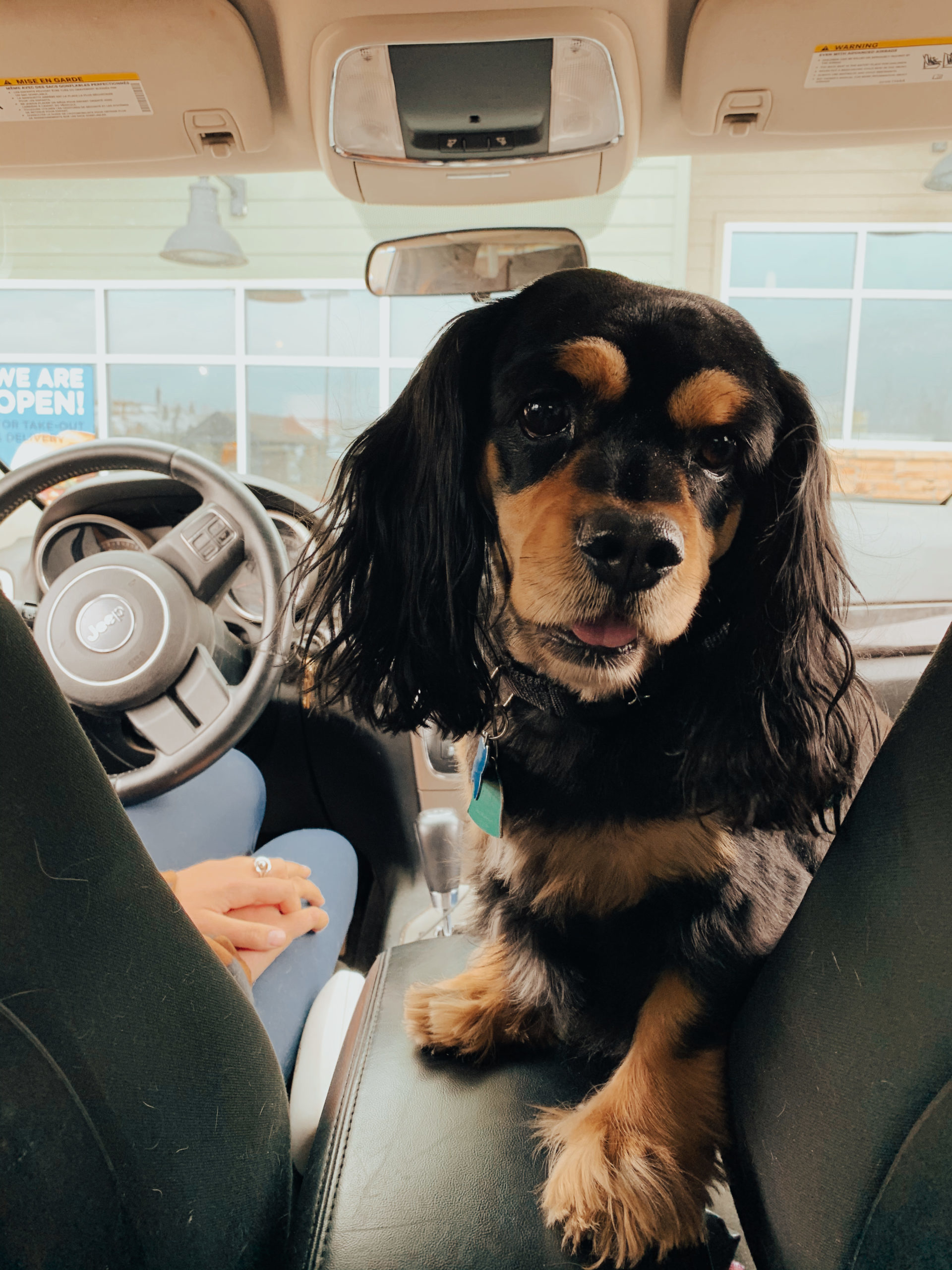 Hunter 20-19081-3, an adoptable Cavalier King Charles Spaniel in Parker, CO, 80134 | Photo Image 1