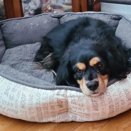 Hunter 20-19081-3, an adoptable Cavalier King Charles Spaniel in Parker, CO, 80134 | Photo Image 2