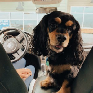 Hunter 20-19081-3, an adoptable Cavalier King Charles Spaniel in Parker, CO, 80134 | Photo Image 3