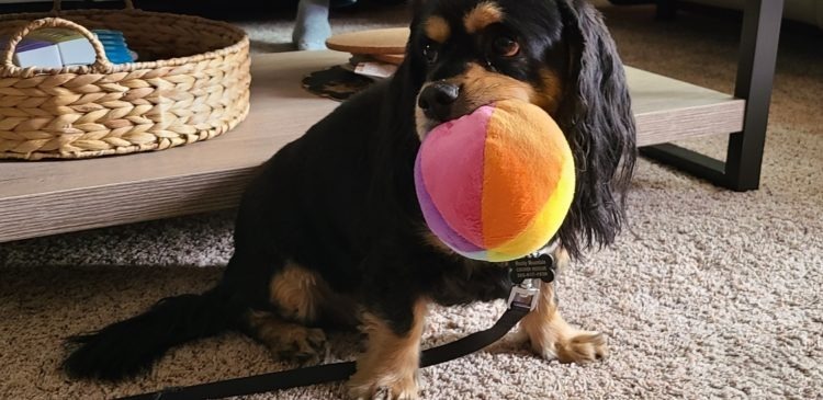 Hunter 20-19081-3, an adoptable Cavalier King Charles Spaniel in Parker, CO, 80134 | Photo Image 4