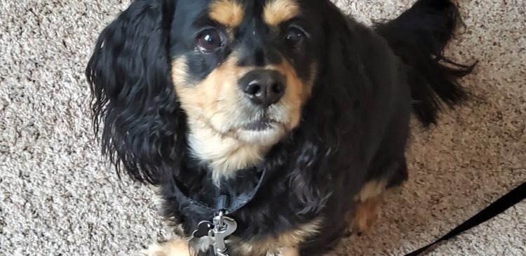 Hunter 20-19081-3, an adoptable Cavalier King Charles Spaniel in Parker, CO, 80134 | Photo Image 5