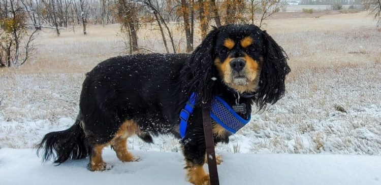Hunter 20-19081-3, an adoptable Cavalier King Charles Spaniel in Parker, CO, 80134 | Photo Image 6