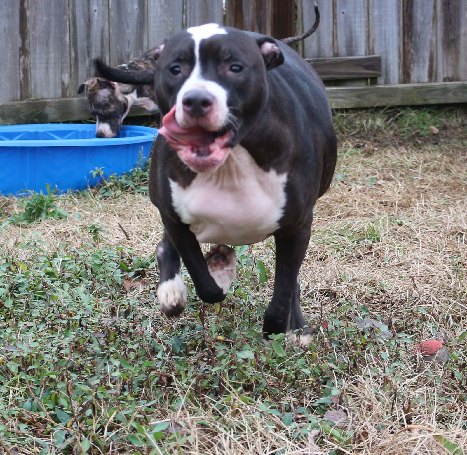 Jazz McCleod, an adoptable American Bulldog in Jackson, MS, 39213 | Photo Image 1