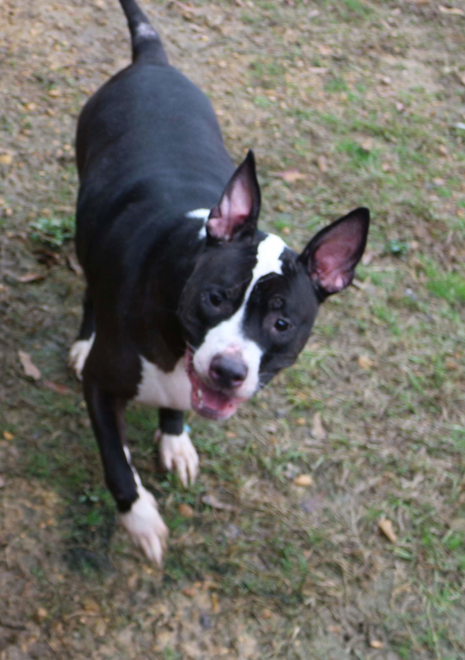 Jazz McCleod, an adoptable American Bulldog in Jackson, MS, 39213 | Photo Image 2