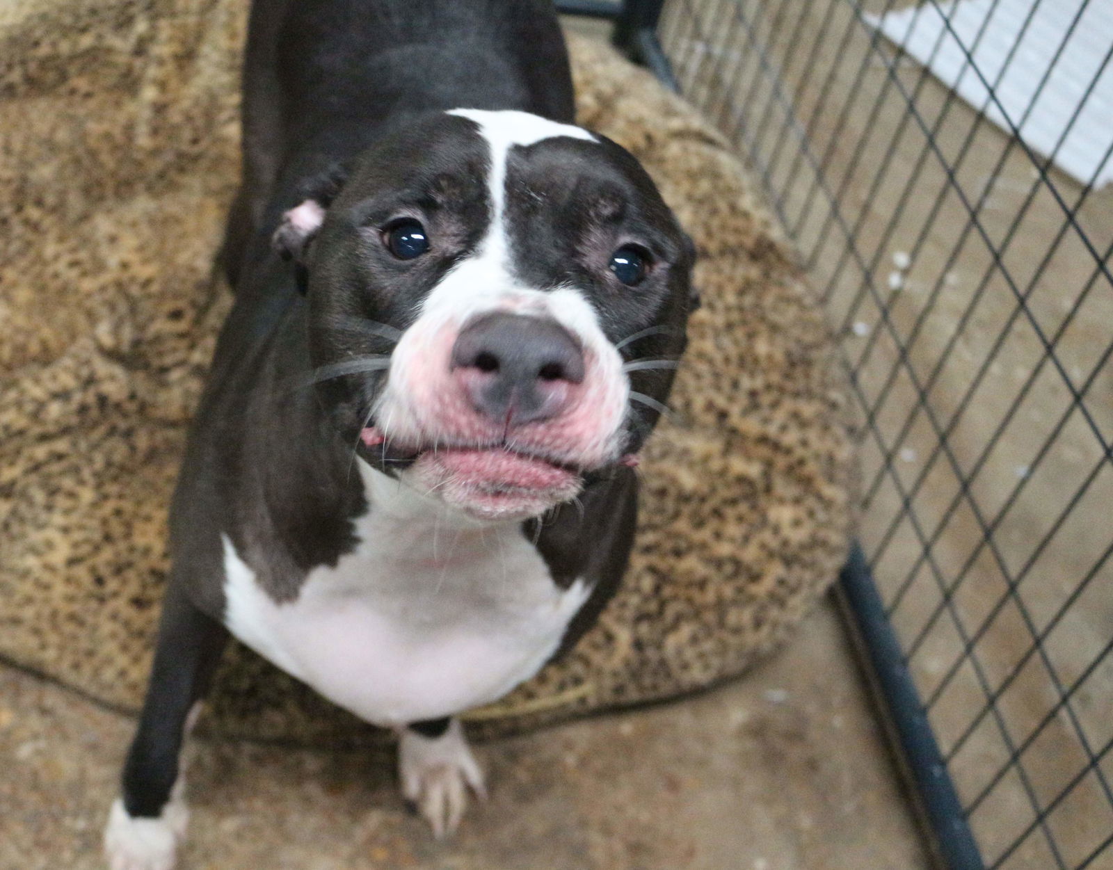 Jazz McCleod, an adoptable American Bulldog in Jackson, MS, 39213 | Photo Image 3