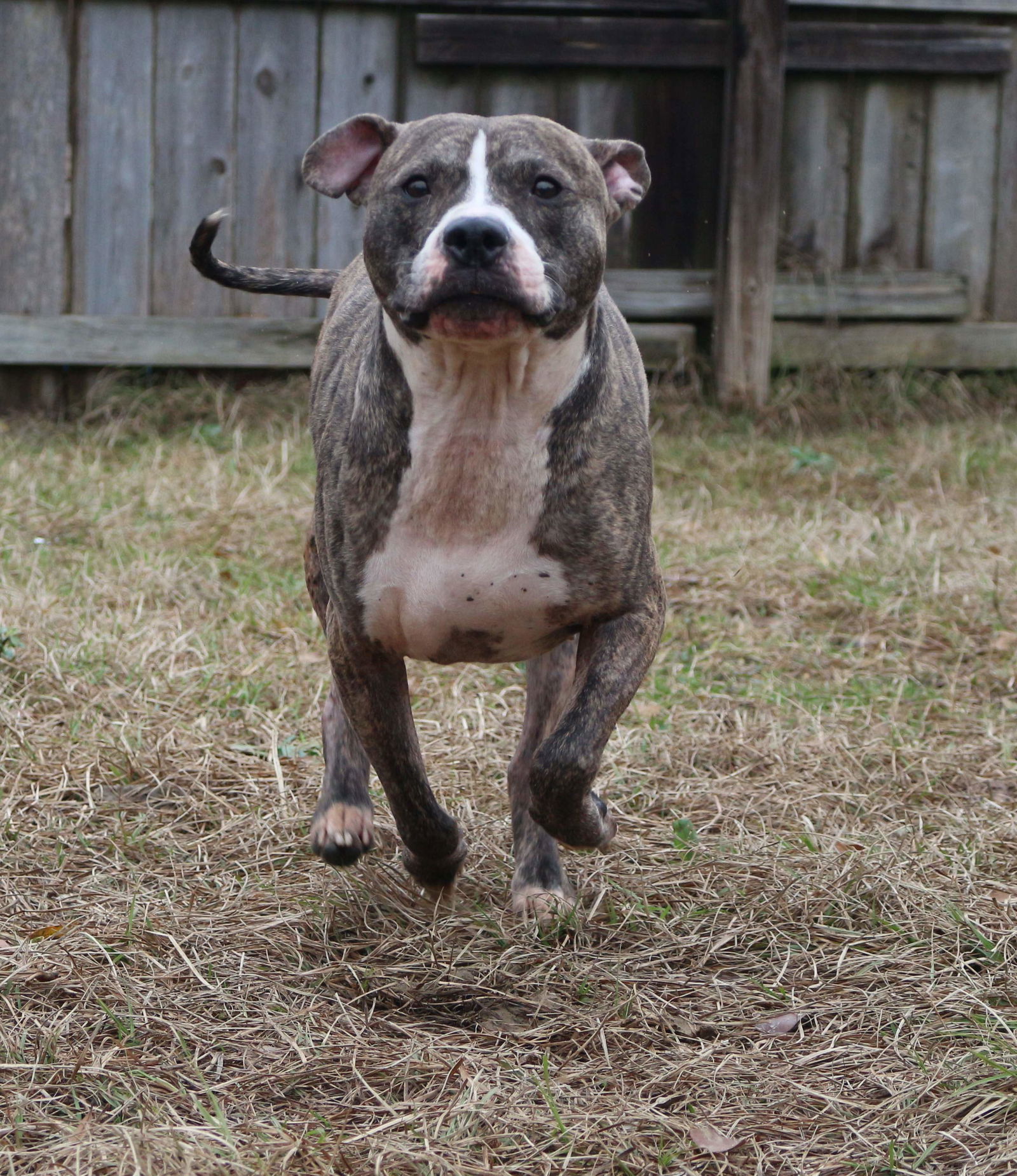 Jake McCleod, an adoptable American Bulldog in Jackson, MS, 39213 | Photo Image 1