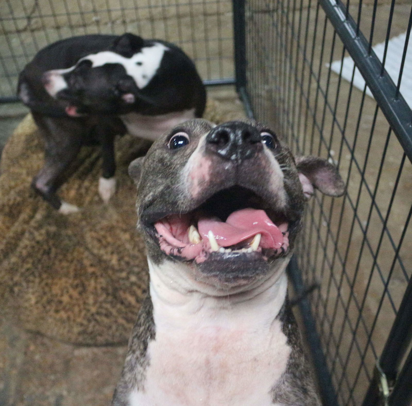 Jake McCleod, an adoptable American Bulldog in Jackson, MS, 39213 | Photo Image 2
