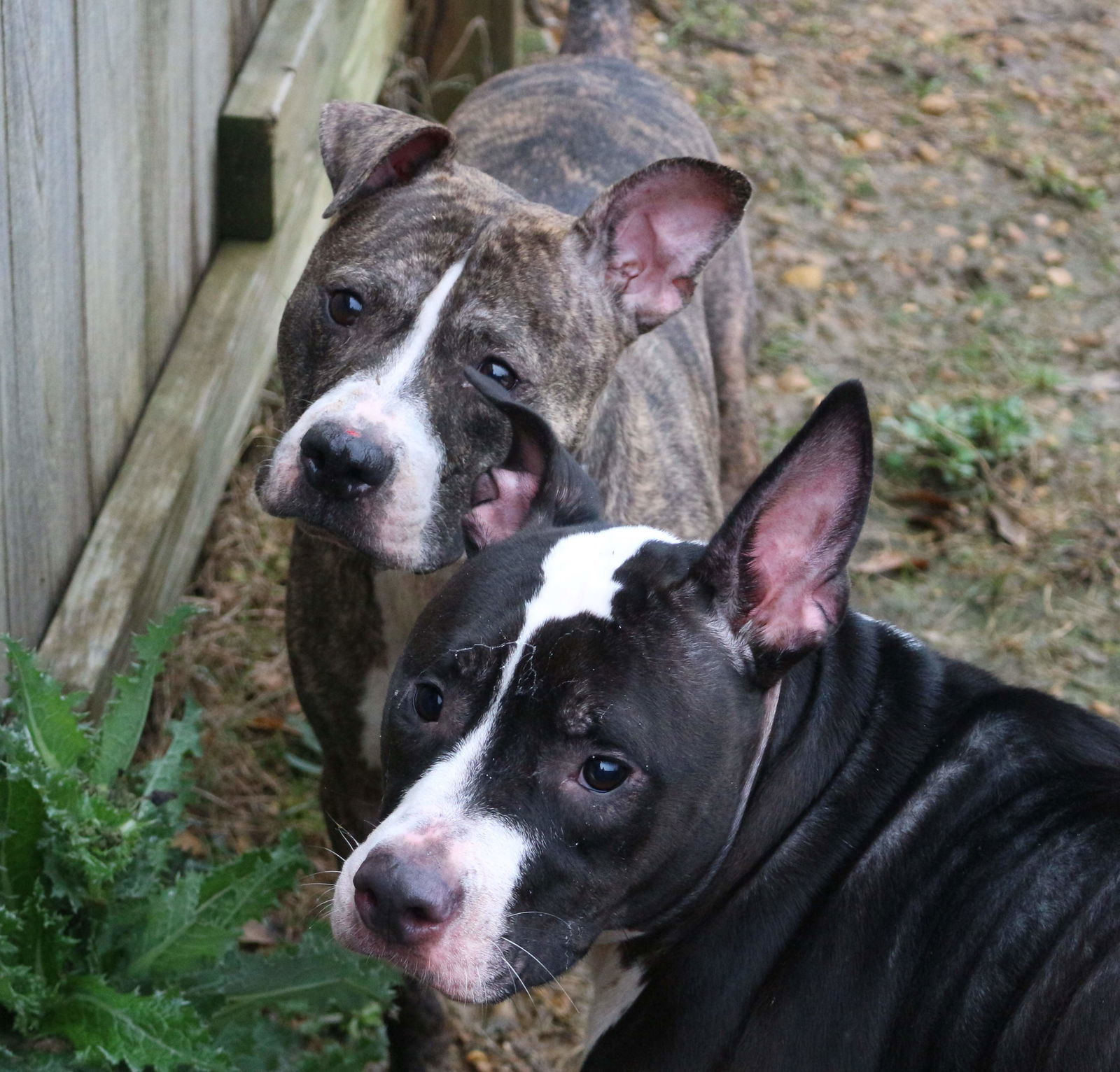 Jake McCleod, an adoptable American Bulldog in Jackson, MS, 39213 | Photo Image 3