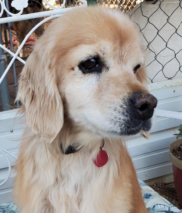 Dog For Adoption Richie A Cocker Spaniel Mix In Palmdale Ca Petfinder