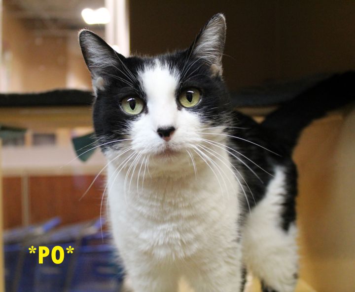 Po, an adoptable Domestic Short Hair in Centerville, UT_image-1