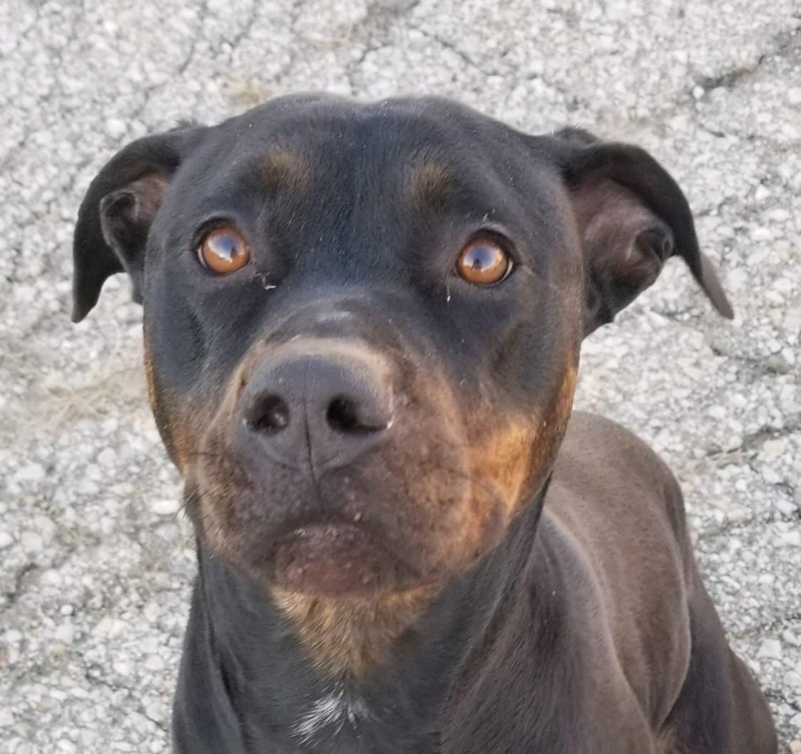 Bubba, an adoptable Rottweiler in Topeka, KS, 66614 | Photo Image 1