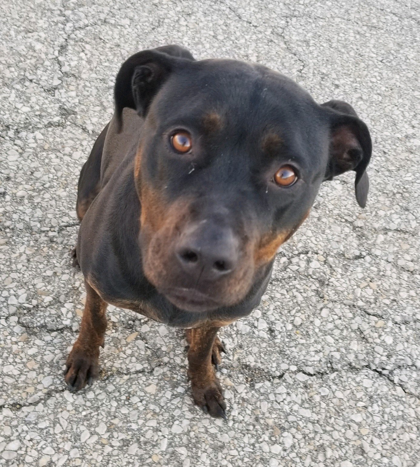 Bubba, an adoptable Rottweiler in Topeka, KS, 66614 | Photo Image 2