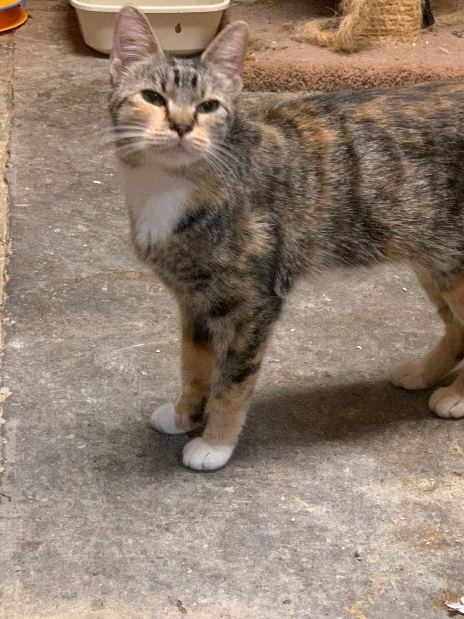 Trill (Pearl), an adoptable Domestic Short Hair in Jackson, MS, 39213 | Photo Image 1