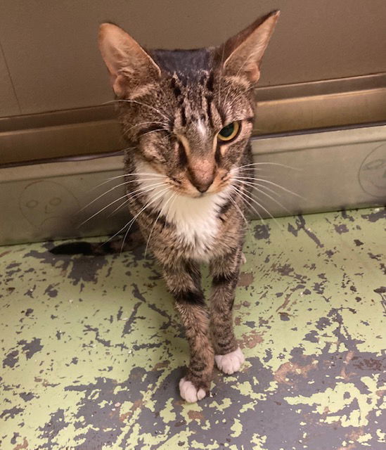 Jim Bob, an adoptable Domestic Short Hair in Jackson, MS, 39213 | Photo Image 1