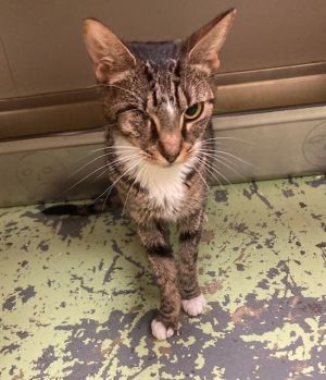 Jim Bob, Young Male Domestic Short Hair