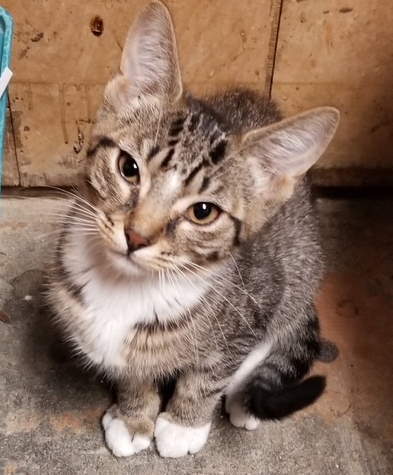 Jim Bob, an adoptable Domestic Short Hair in Jackson, MS, 39213 | Photo Image 2