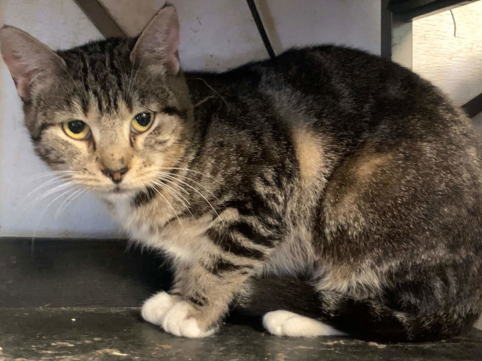 Shirley, an adoptable Domestic Short Hair in Jackson, MS, 39213 | Photo Image 1