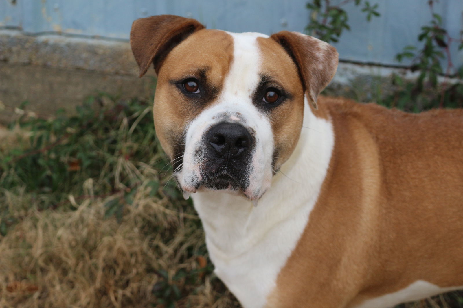 Sully, an adoptable Mastiff, Boxer in Jackson, MS, 39213 | Photo Image 1