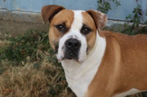 Sully, Young Male Mastiff
