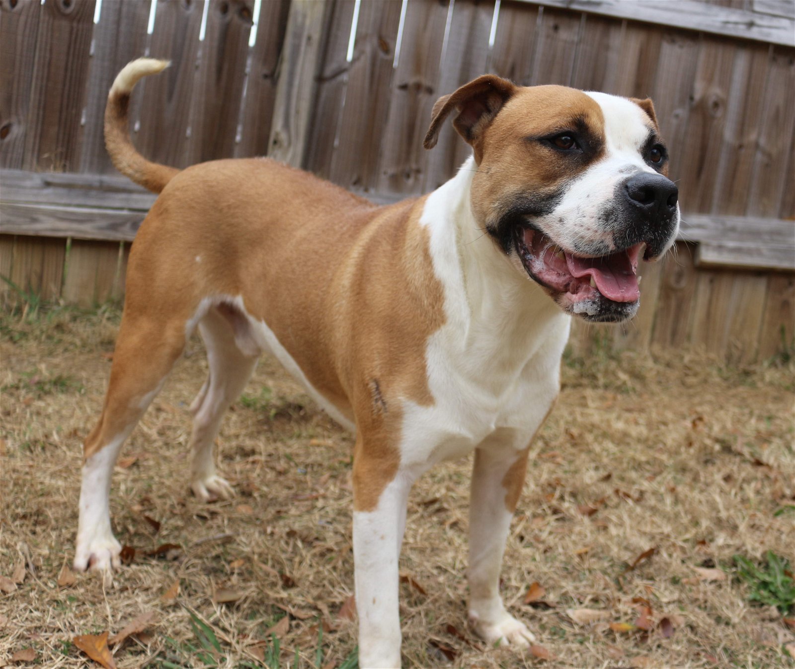 Sully, an adoptable Mastiff, Boxer in Jackson, MS, 39213 | Photo Image 2