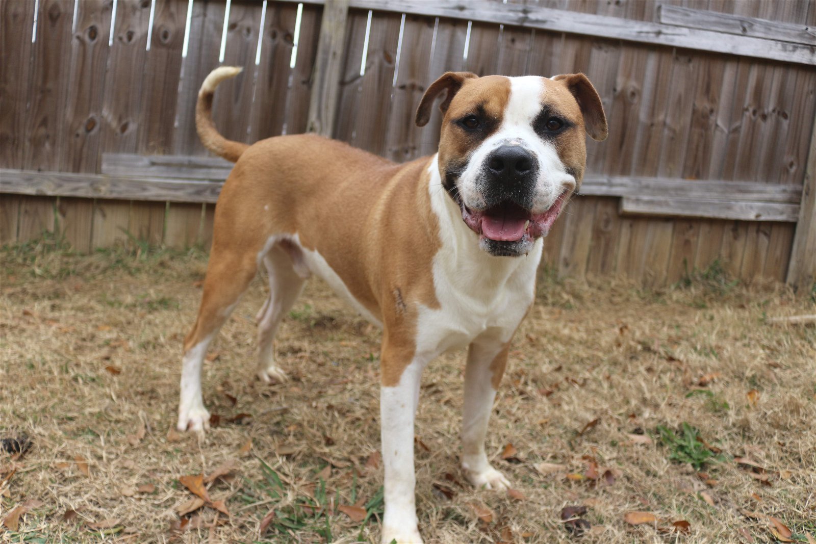 Sully, an adoptable Mastiff, Boxer in Jackson, MS, 39213 | Photo Image 3