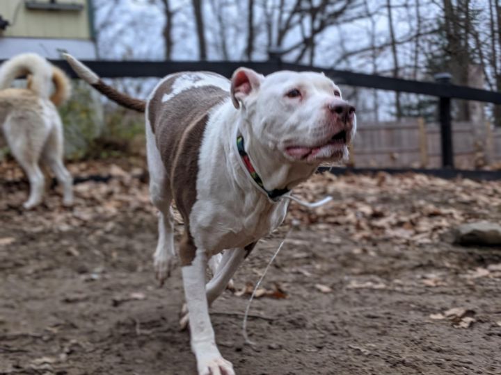 Dog For Adoption Mercy An American Staffordshire Terrier In Pompton Lakes Nj Petfinder