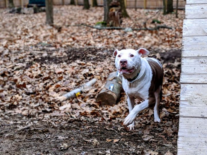 Dog For Adoption Mercy An American Staffordshire Terrier In Pompton Lakes Nj Petfinder