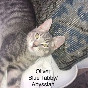 Oliver