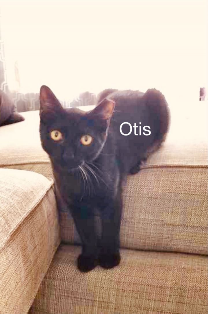 Otis 2
