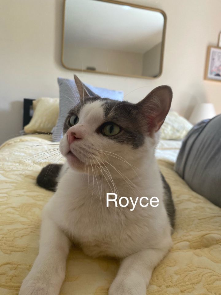 Royce 1