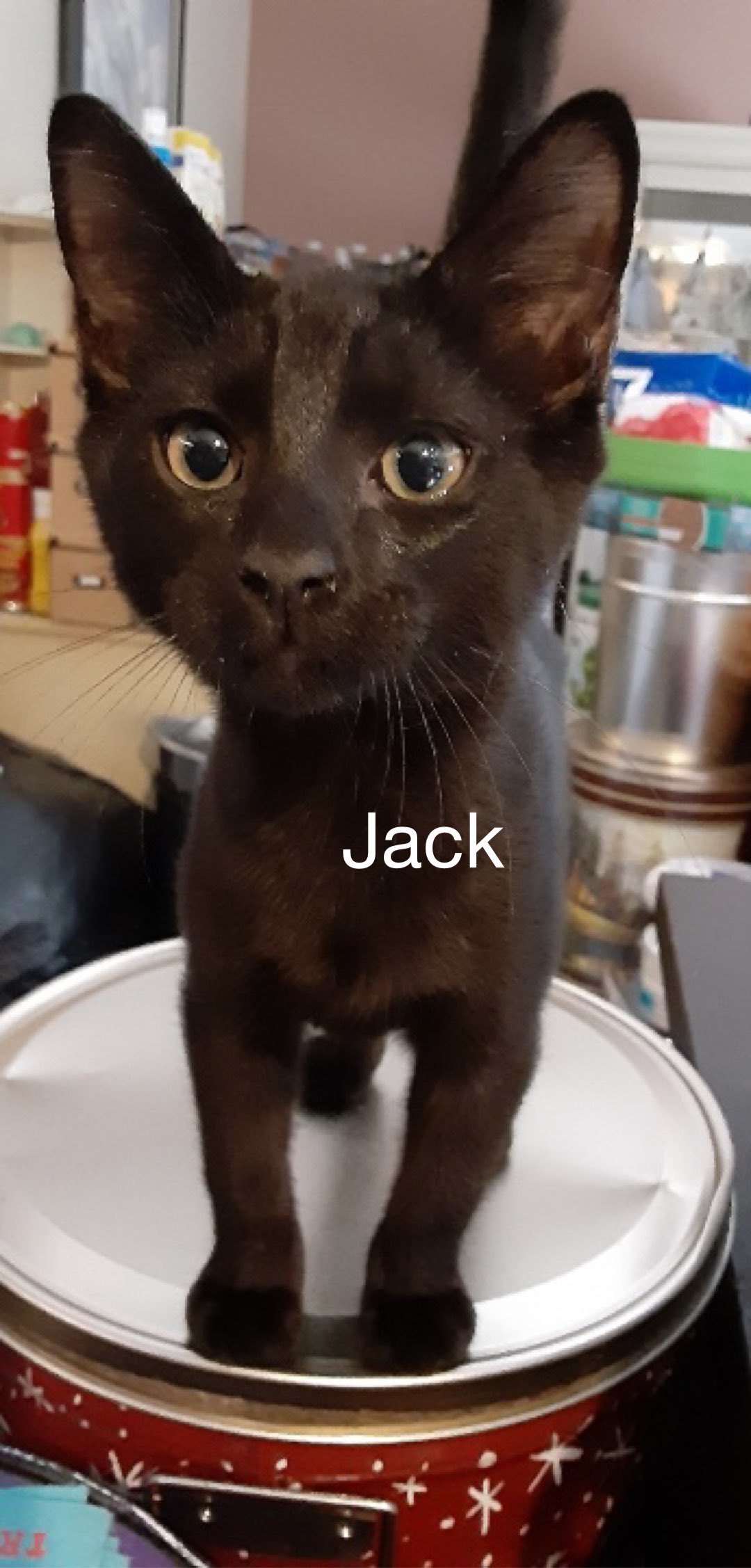 Cat for adoption Jack, a Domestic Short Hair Mix in Miami, FL Petfinder
