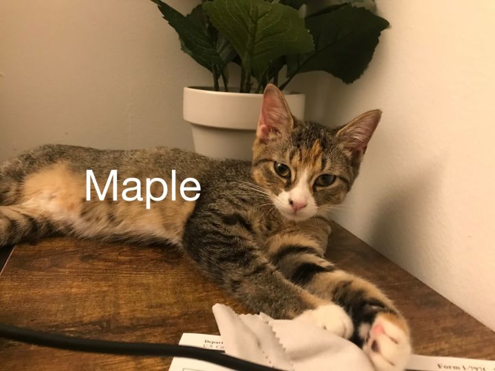 Maple 1
