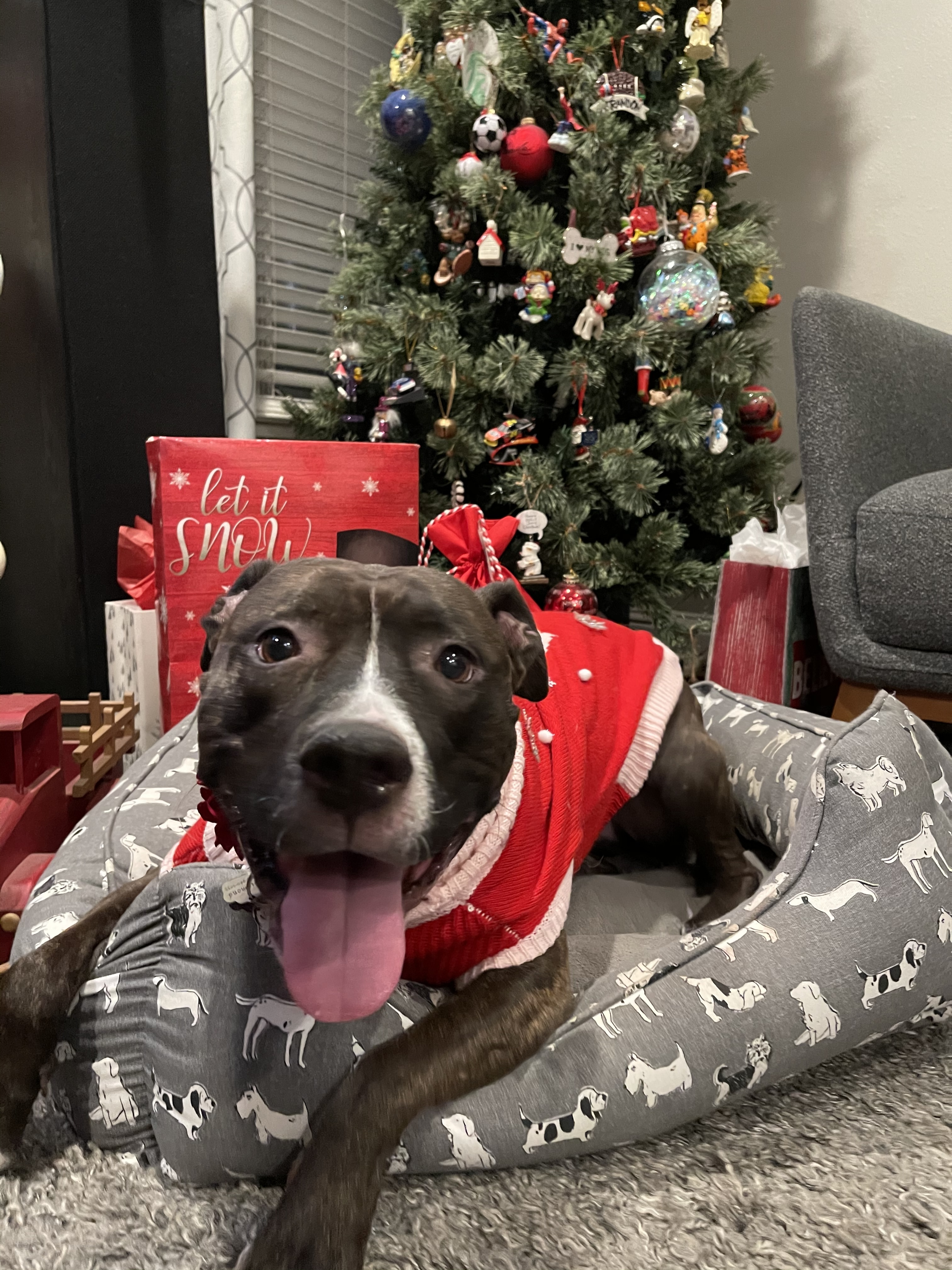 Diamond, an adoptable Pit Bull Terrier in Tracy, CA, 95376 | Photo Image 4