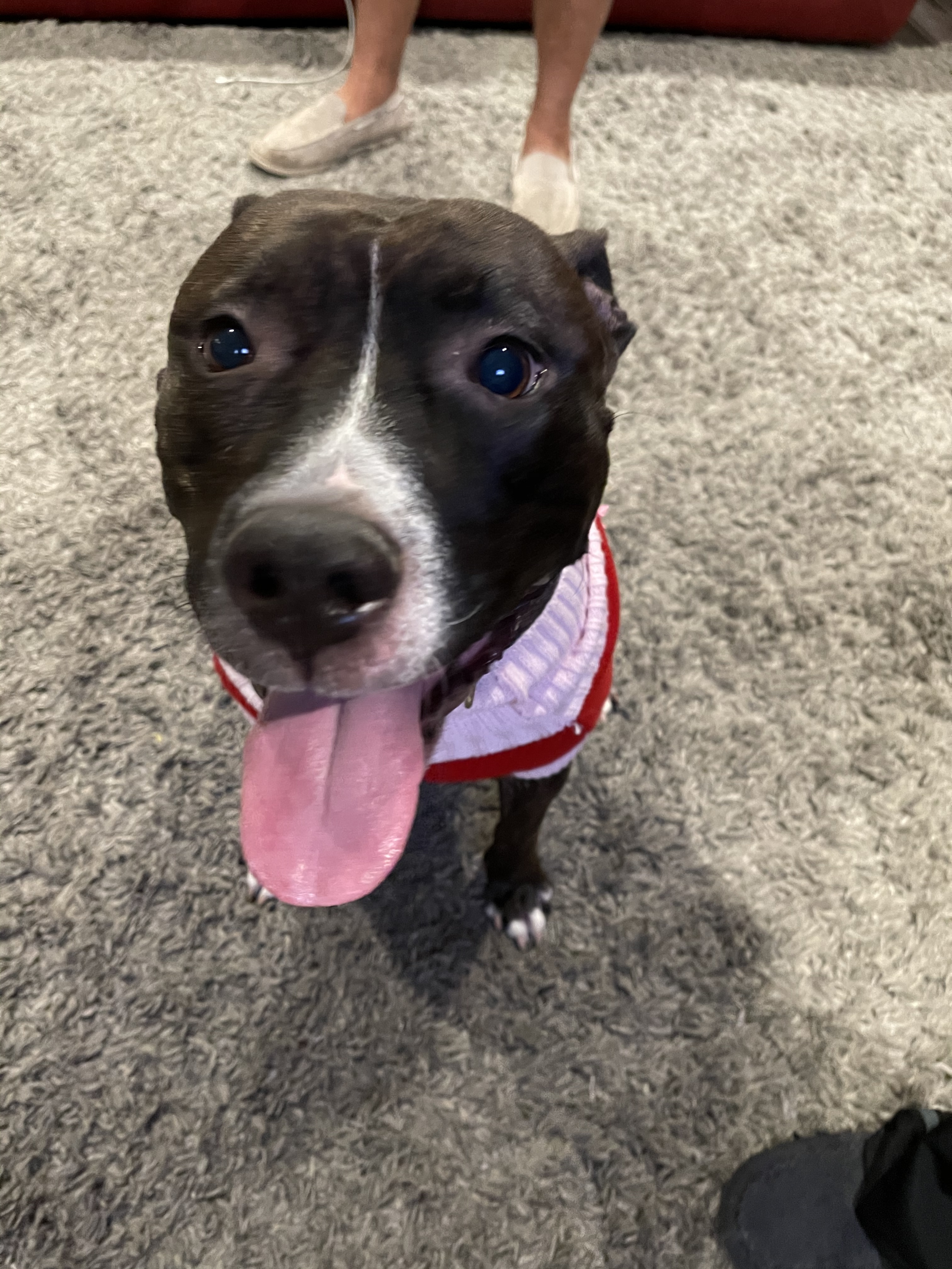 Diamond, an adoptable Pit Bull Terrier in Tracy, CA, 95376 | Photo Image 1