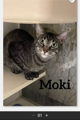 Moki, an adoptable Domestic Short Hair in Midland, TX, 79705 | Photo Image 1