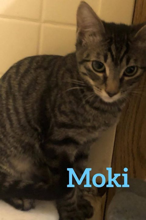 Moki, an adoptable Domestic Short Hair in Midland, TX, 79705 | Photo Image 2