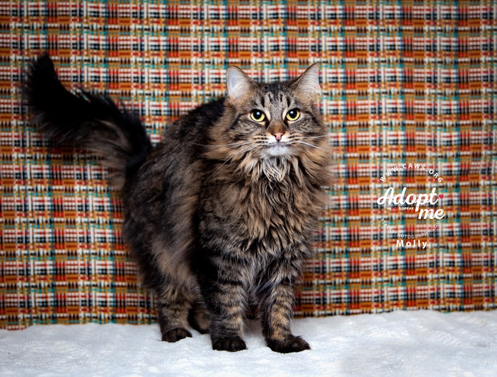 Molly, an adoptable Domestic Long Hair in Salt Lake City, UT, 84117 | Photo Image 1