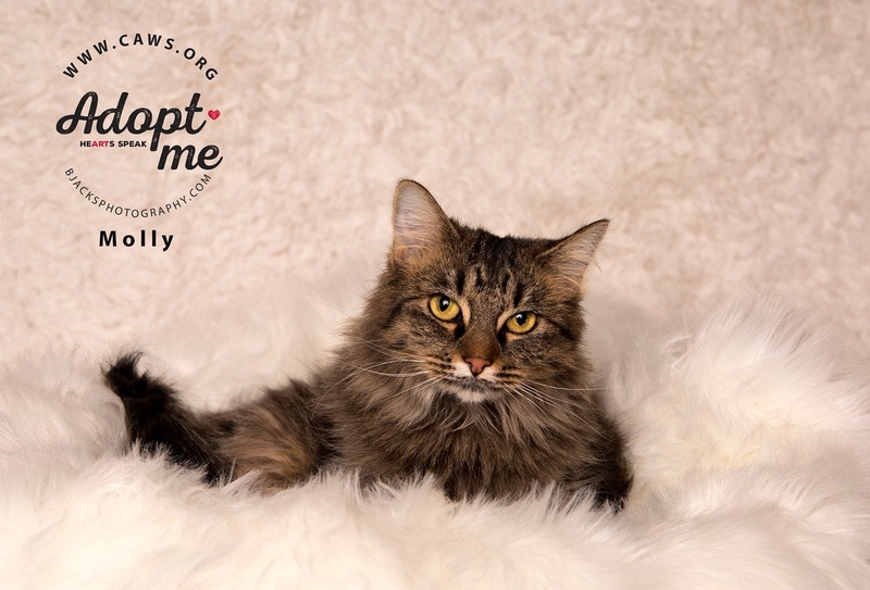 Molly, an adoptable Domestic Long Hair in Salt Lake City, UT, 84117 | Photo Image 3