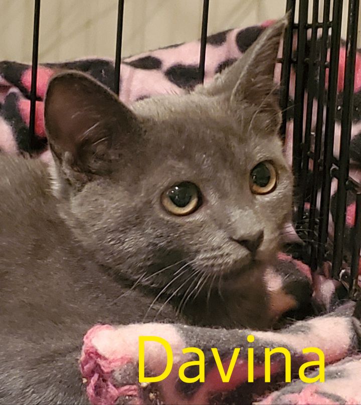 Davina Claire (ADOPTED!) 2