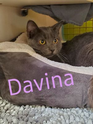 Davina Claire (ADOPTED!)