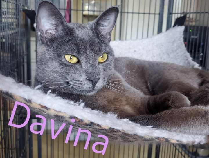 Davina Claire (ADOPTED!) 5