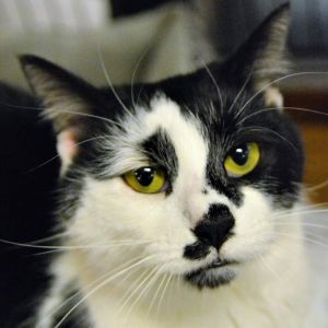 Cats For Adoption Near Southbury Ct Petfinder