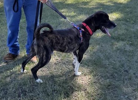 Opie, an adopted Mountain Cur Mix in Clear Lake, IA_image-3