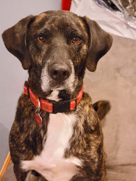Opie, an adopted Mountain Cur Mix in Clear Lake, IA_image-1
