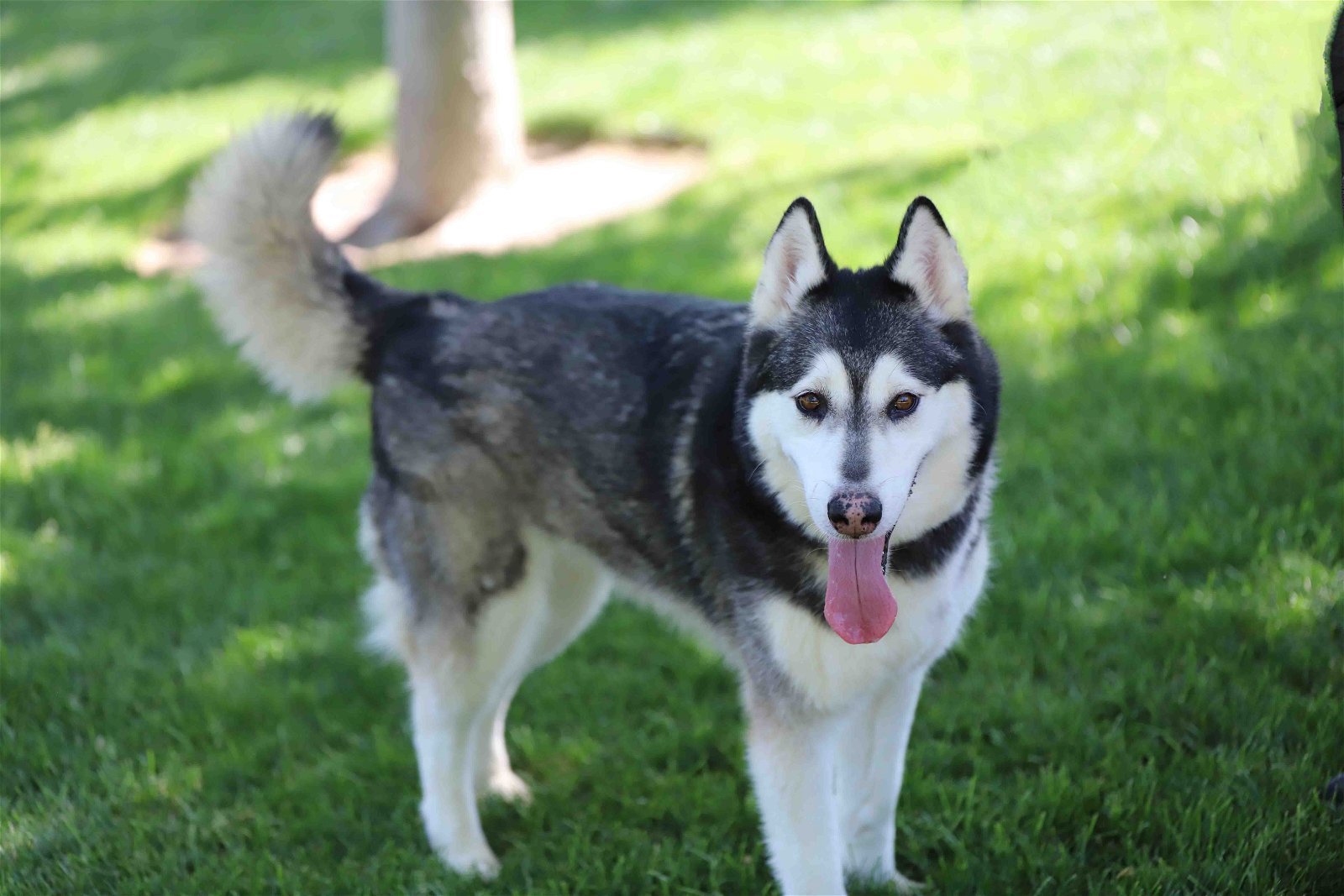 Prancer, an adoptable Siberian Husky in Walnut Creek, CA, 94598 | Photo Image 1