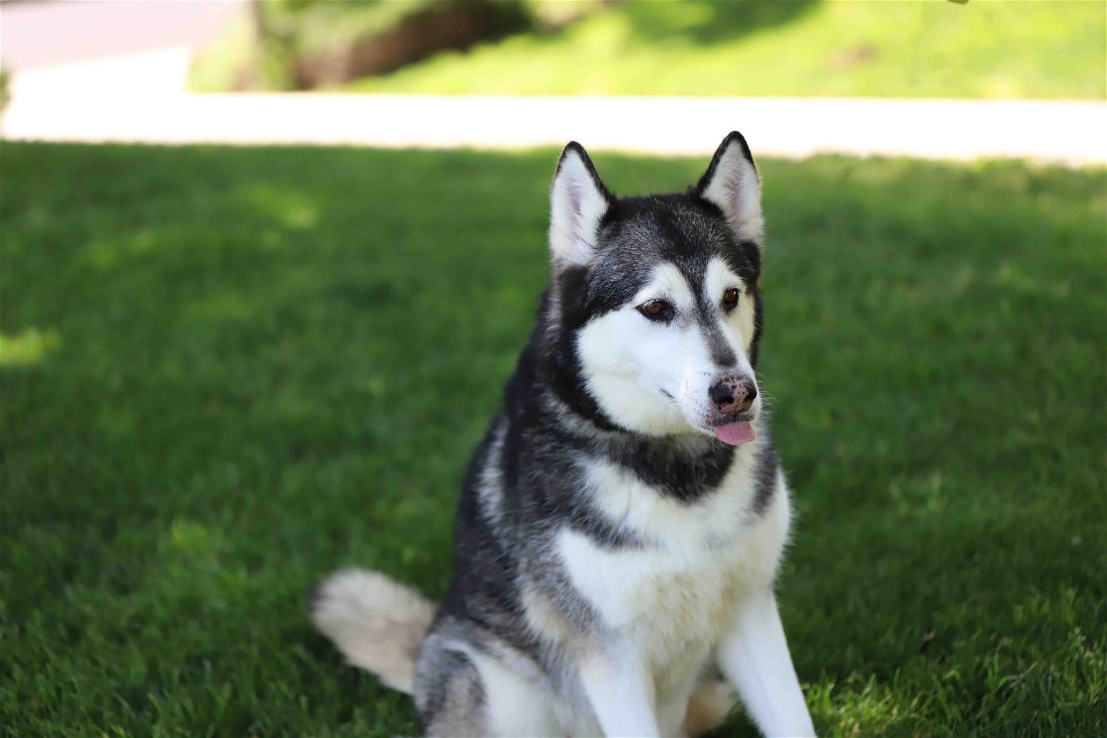 Prancer, an adoptable Siberian Husky in Walnut Creek, CA, 94598 | Photo Image 2