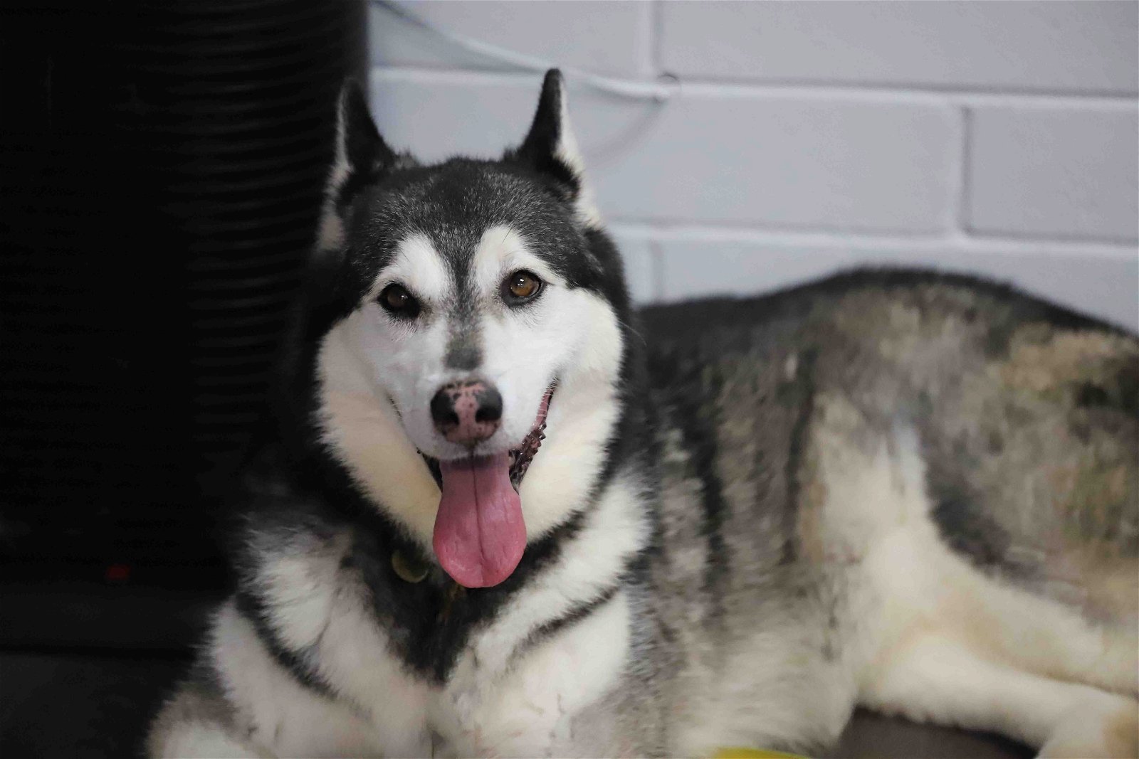 Prancer, an adoptable Siberian Husky in Walnut Creek, CA, 94598 | Photo Image 3