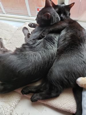 YOLO & XENA Domestic Medium Hair Cat